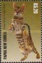Bengal brown spotted tabby