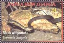 Black Whipsnake (Demansia vestigiata)