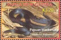 Papuan Black Snake (Pseudechis papuanus)