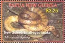 New Guinea Small-eyed Snake (Micropechis ikaheka)