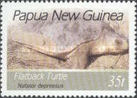 Flatback Sea Turtle (Natator depressus)