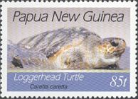 Loggerhead Turtle (Caretta caretta)