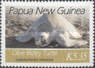 Olive Ridley Sea Turtle (Lepidochelys olivacea)