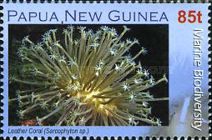 Leather Coral (Sarcophyton sp.)