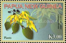 Perfume Tree (Cananga odorata)
