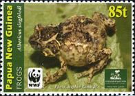 Mount Elimbari Narrow-mouthed Toad (Albericus siegfriedi)