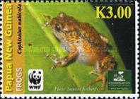 Michael Rainforest Frog (Cophixalus nubicola)