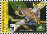 Spurred Big-eyed Tree Frog (Nyctimystes pulcher)