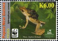Horned Land Frog (Sphenophryne cornuta)