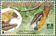 Black-bellied Bat (Melonycteris melanops)