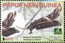 Mantled Mastiff Bat (Otomops secundus)