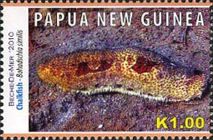 Chalkfish (Bohadschia similis)