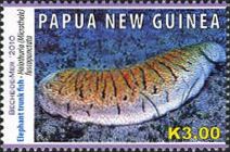 Elephant Trunkfish (Holothuria fuscopunctata)
