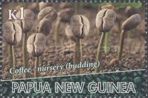 Coffee Nursery
