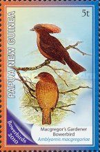 Macgregor's Gardener Bowerbird (Amblyornis macgregoriae)