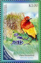 Flame Bowerbird (Sericulus aureus)