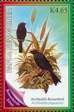 Archbold's Bowerbird (Archboldia papuensis)