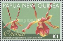 May River Red (Dendrobium lasianthera)
