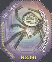 Oval St Andrew's Cross Spider (Argiope aemula)