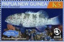 Spotted Coral Trout (Plectropomus areolatus)
