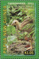 Southern Cassowary (Casuarius casuarius) chick feeding