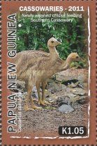 Southern Cassowary (Casuarius casuarius) chicks feeding