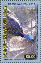 Southern Cassowary (Casuarius casuarius) adult feeding