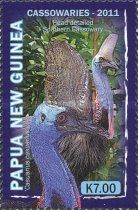 Southern Cassowary (Casuarius casuarius) head