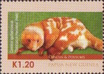 Common Spotted Cuscus (Spilocuscus maculatus)
