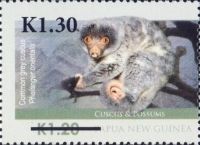 Common Grey Cuscus (Phalanger orientalis)