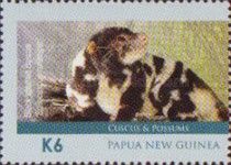 Black-spotted Cuscus (Spilocuscus rufoniger)