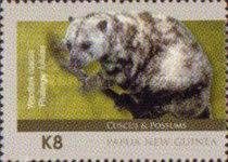 Woodlark Cuscus (Phalanger lullulae)