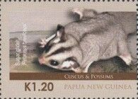 Sugar Glider (Petaurus breviceps)
