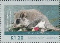 Feather-tailed Possum (Distoechurus pennatus)