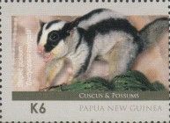 Striped Possum (Dactylopsila trivirgata)
