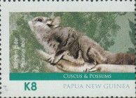 Northern Glider (Petaurus abidi)