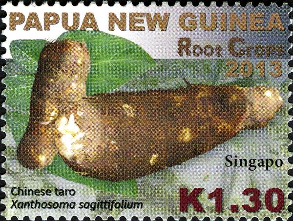 Chinese Taro (Xanthosoma sagittifolium)