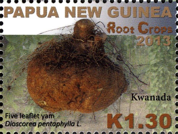Five Leaflet Yam (Dioscorea pentaphylla)