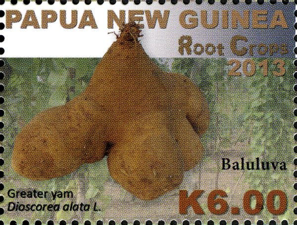 Greater Yam (Dioscorea alata)