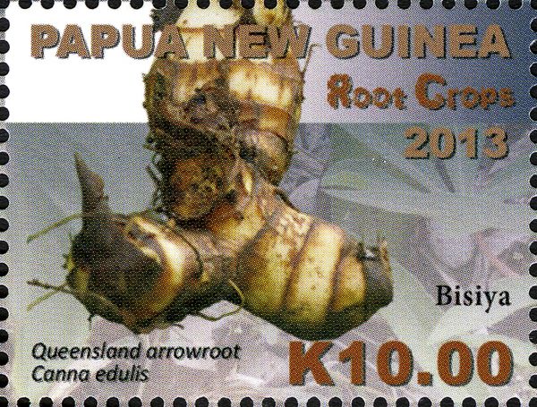 Queensland Arrowroot (Canna edulis)