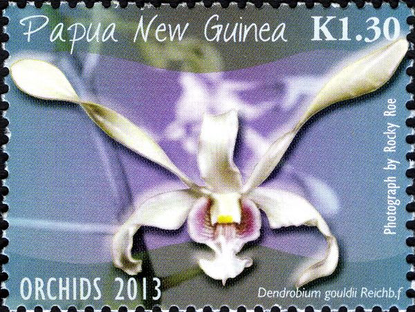 Dendrobium gouldii