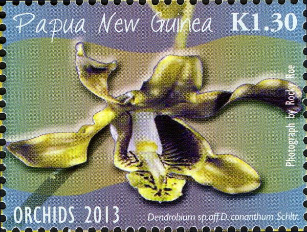 Dendrobium sp. aff. D. conanthum