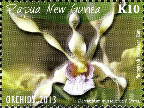 Dendrobium mussauense