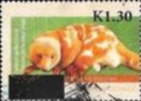 Common Spotted Cuscus (Spilocuscus maculatus) - surcharged