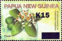 Beach kalofilum (Calophyllum inophyllum) - surcharged