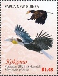 Papuan (Blyth's) Hornbill (Rhyticeros plicatus) - flight