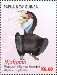 Papuan (Blyth's) Hornbill (Rhyticeros plicatus) - female