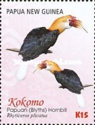 Papuan (Blyth's) Hornbill (Rhyticeros plicatus) - 2 males