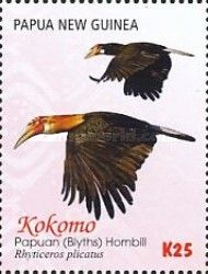 Papuan (Blyth's) Hornbill (Rhyticeros plicatus) - pair