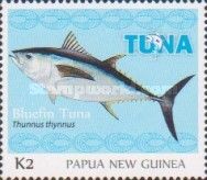 Bluefin Tuna (Thunnus thynnus)